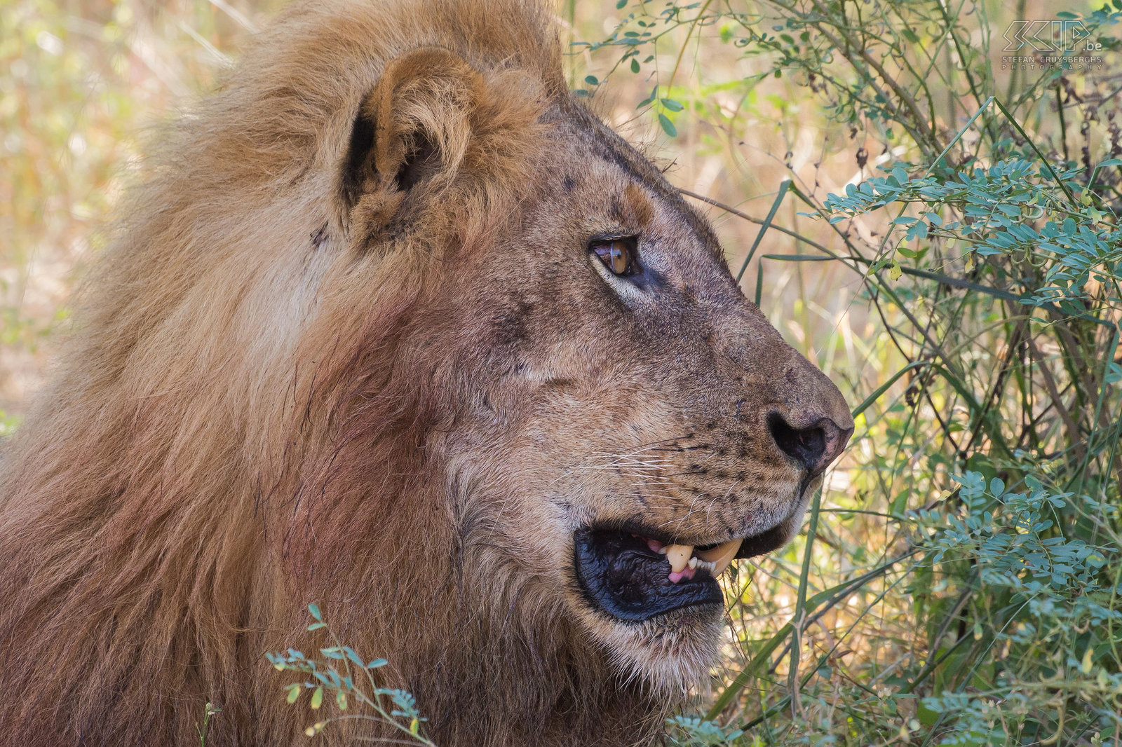  South Luangwa - Close-up leeuw Close-up van een van de mannetjes leeuwen waarvan de manen nog roodgekleurd zijn door het bloed van het gedode nijlpaard. Stefan Cruysberghs